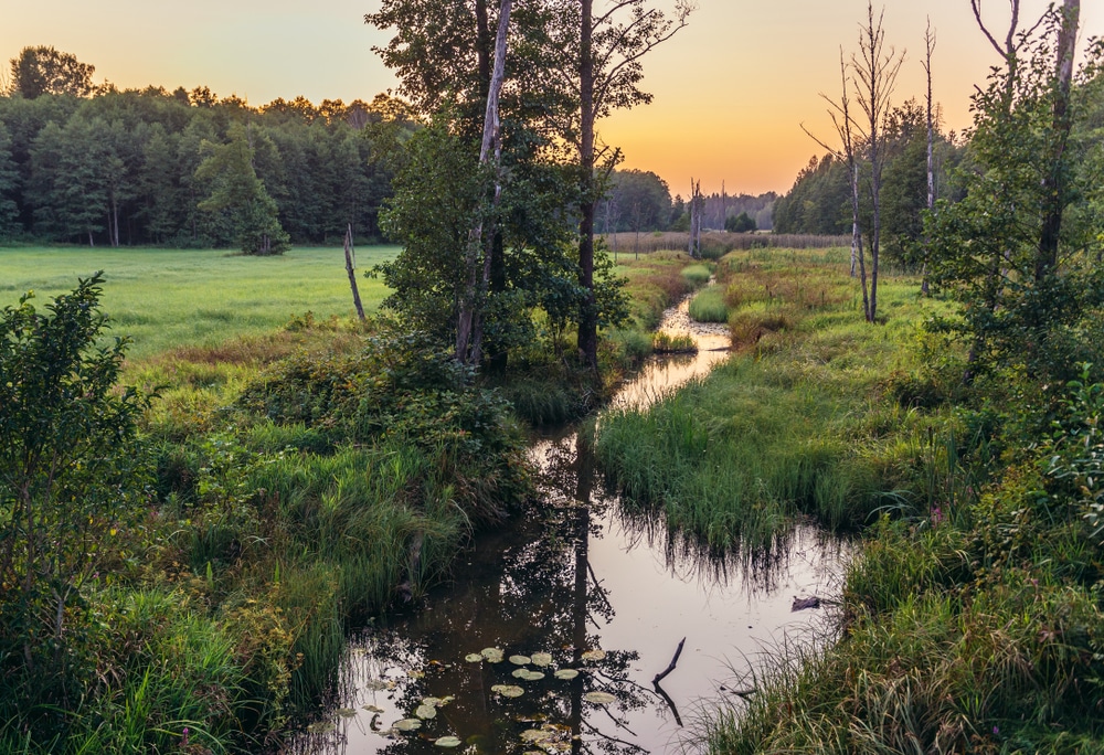 Woud van Białowieża Wit-Rusland