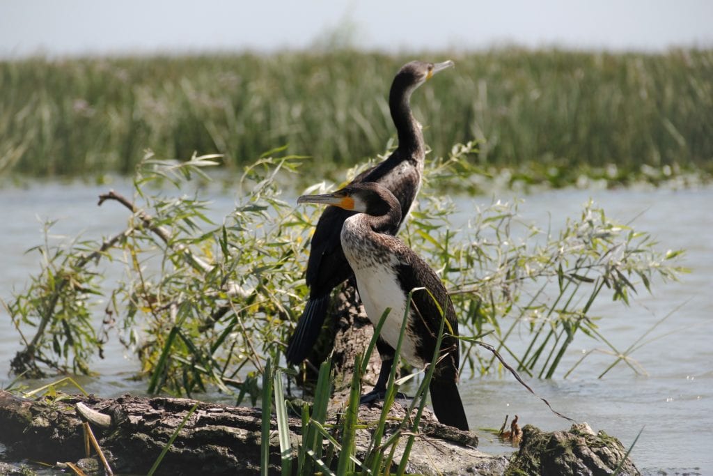 Donau Delta Roemenië Pixabay, Bezienswaardigheden in Roemenië