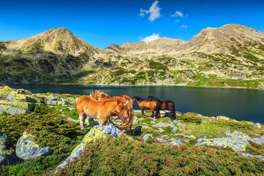 Retezat Roemenië shutterstock 1059716963, Bezienswaardigheden in Roemenië