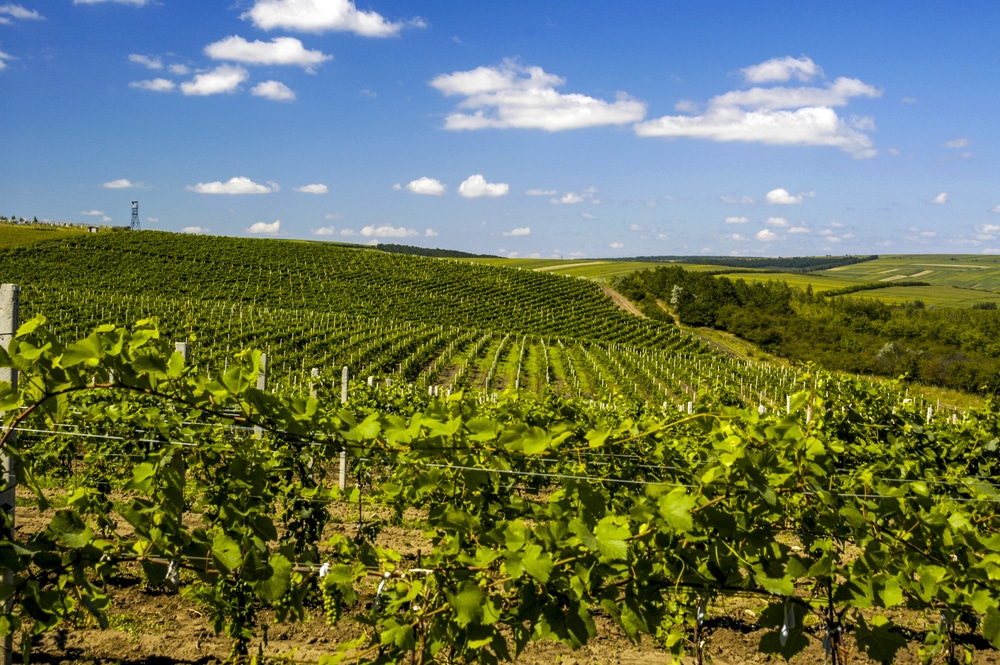 Wijngaarden Moldavië shutterstock 601107137, Bezienswaardigheden in Moldavië