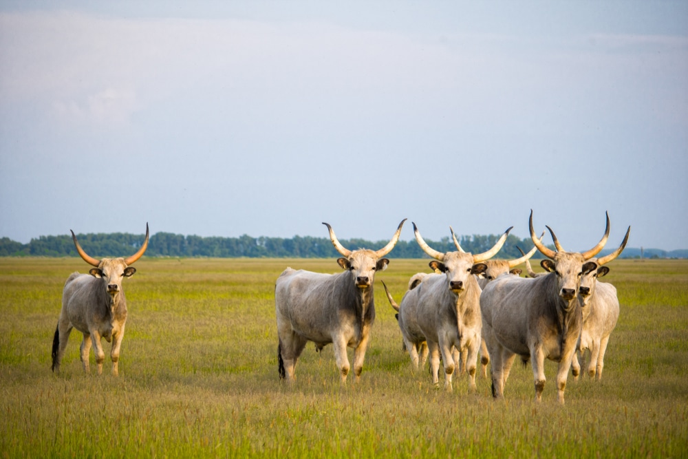 Hortobágy National Park Hongarije shutterstock 1189128718, bezienswaardigheden in Hongarije