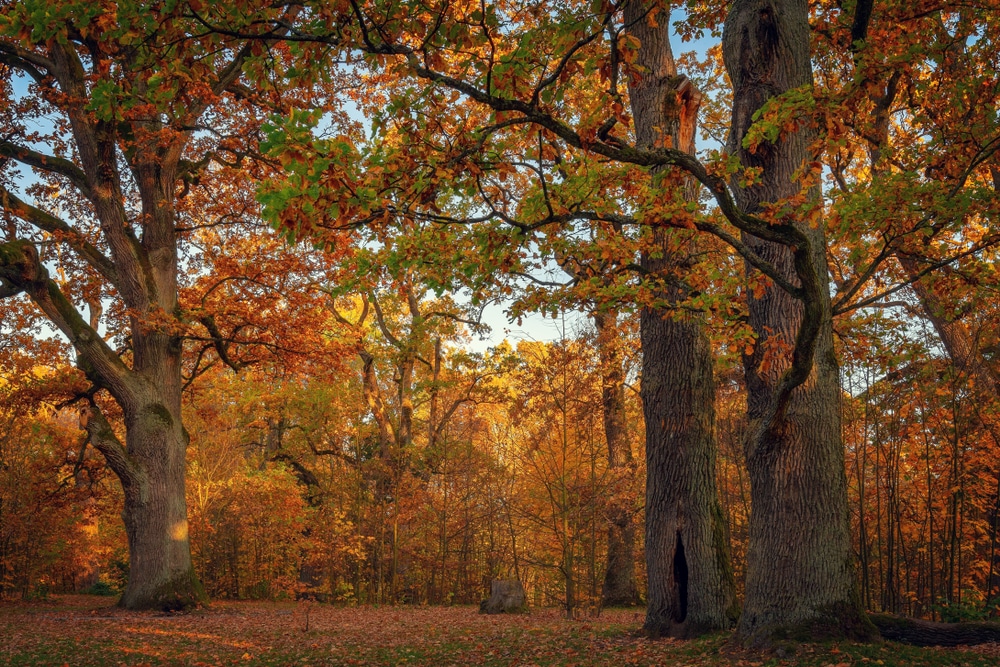 Nationaal park Bialowieza Polen shutterstock 1539522206, 10 mooiste bezienswaardigheden in krakau