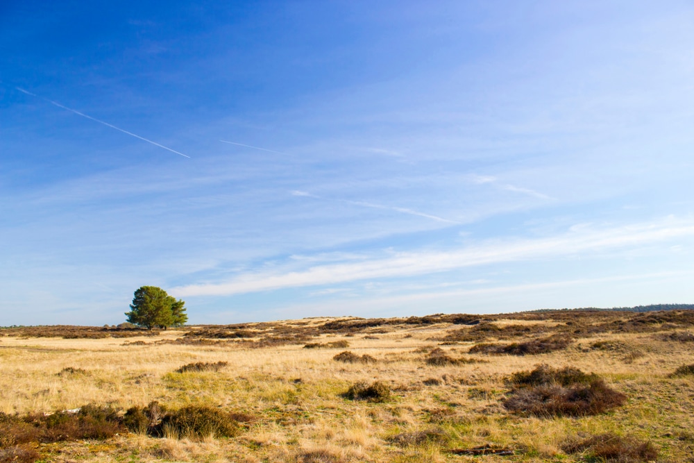 Nationaal Park Hoge Veluwe Veluwe shutterstock 1403738420, leukste dierentuinen Nederland