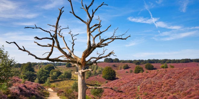 Nationaal Park Veluwezoom Veluwe shutterstock 1652201137, bezienswaardigheden gelderland