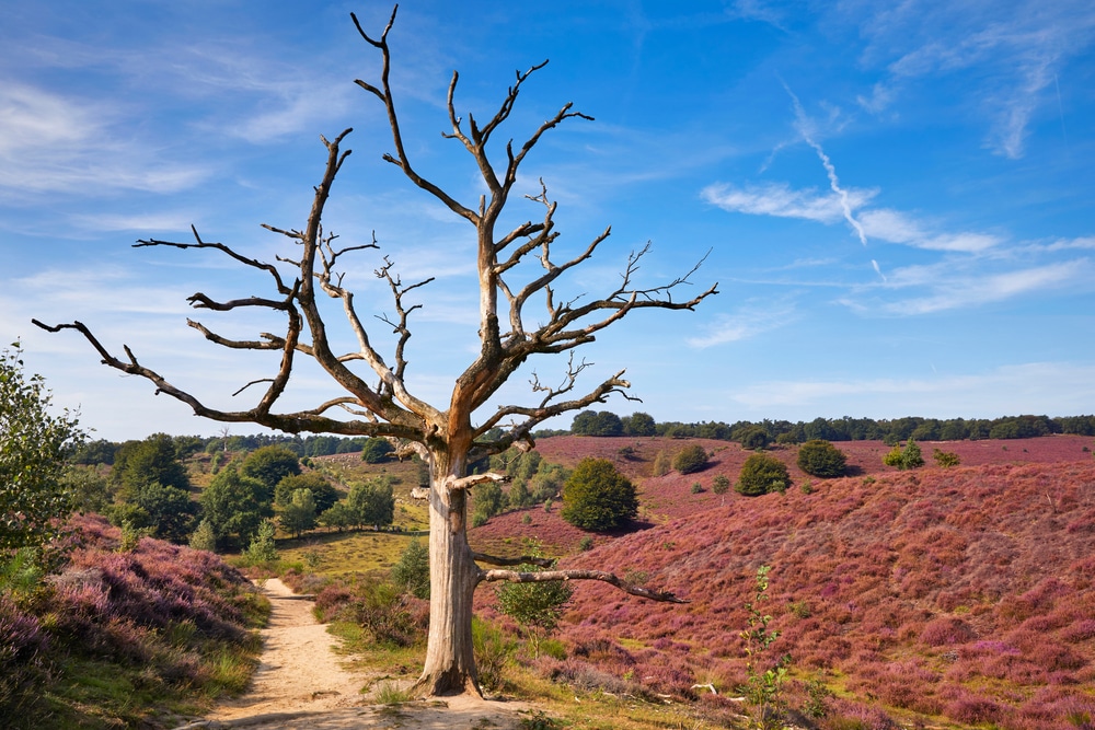 Nationaal Park Veluwezoom Veluwe shutterstock 1652201137, natuurhuisjes aan een meer nederland