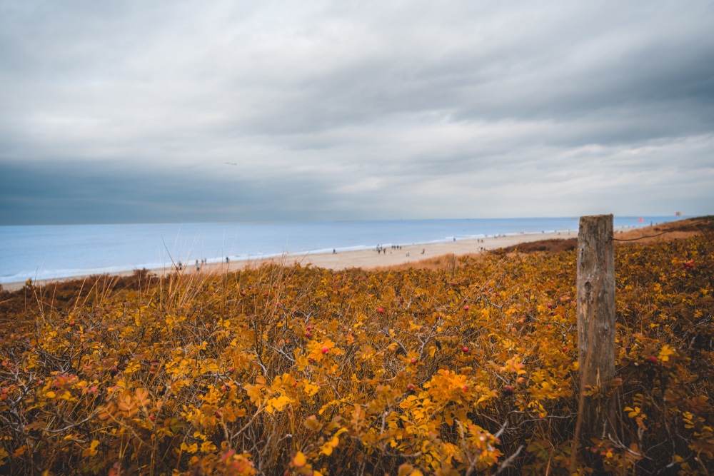 Natuurreservaat De Manteling Zeeland Shutterstock 1572726724