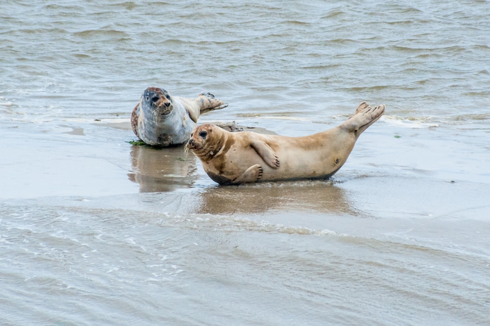 10 x de mooiste bezienswaardigheden van Ameland