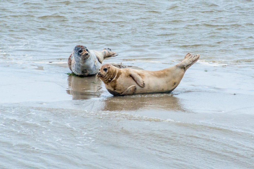 Robbentochten Ameland shutterstock 1287823783, glamping ameland