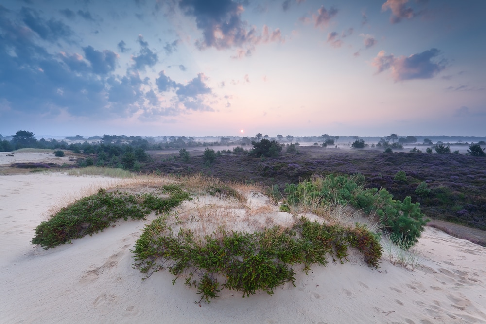 Drents Friese Wold Friesland shutterstock 215758477,