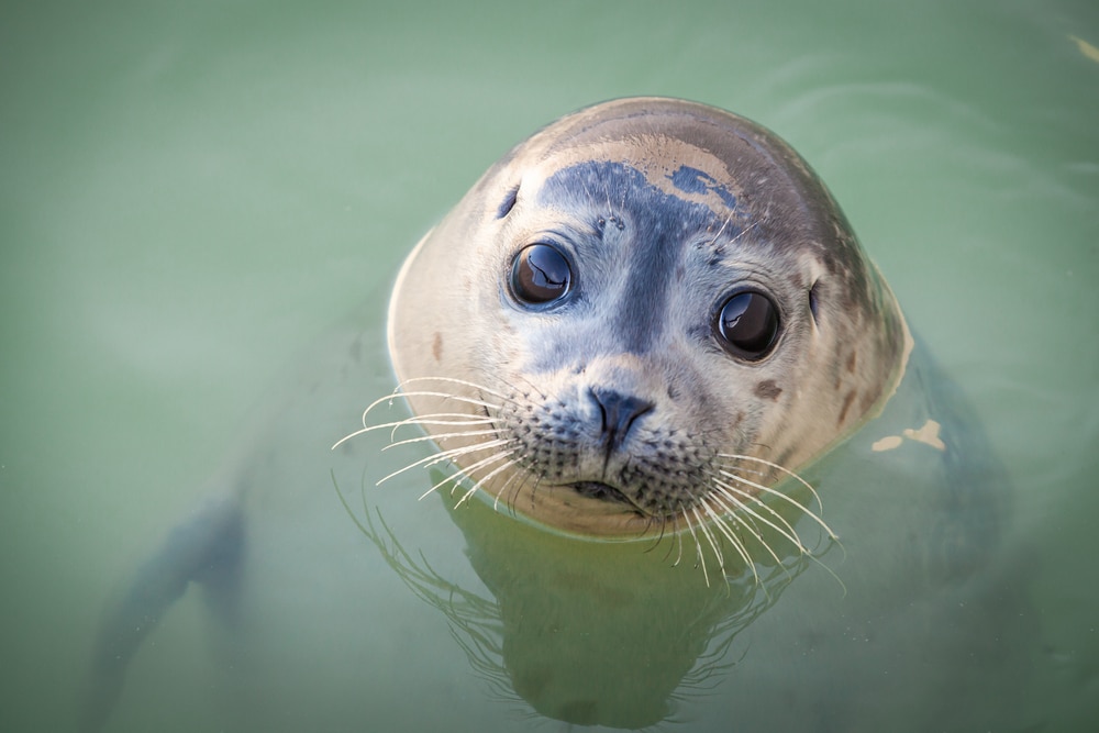 Ecomare Texel shutterstock 1661404396, wandelen in Noord-Holland