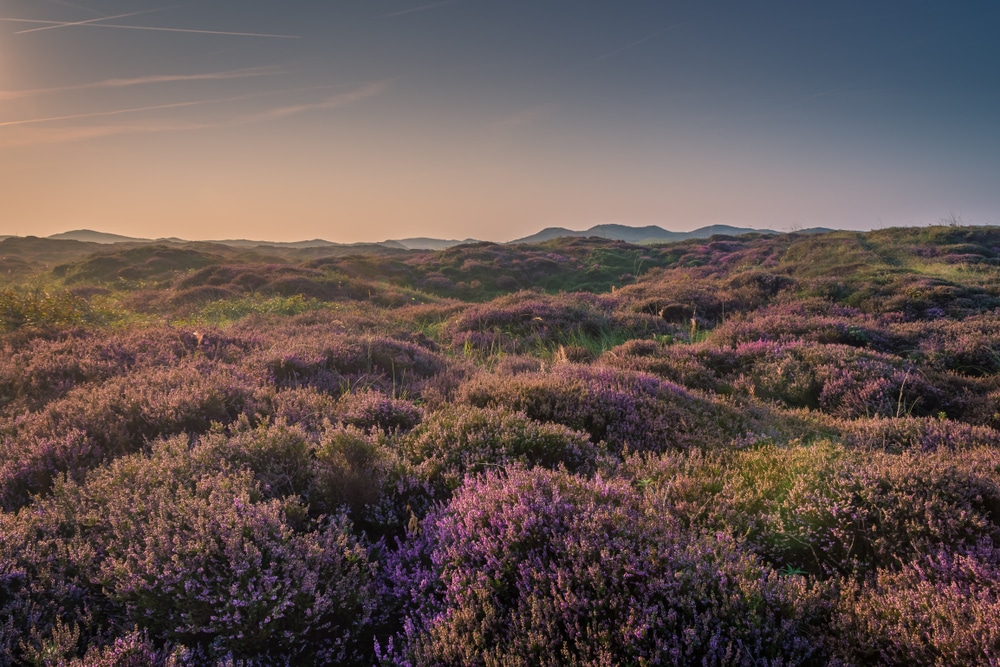 Nationaal Park Duinen van Texel Texel shutterstock 1409972180, wandelen in Noord-Holland