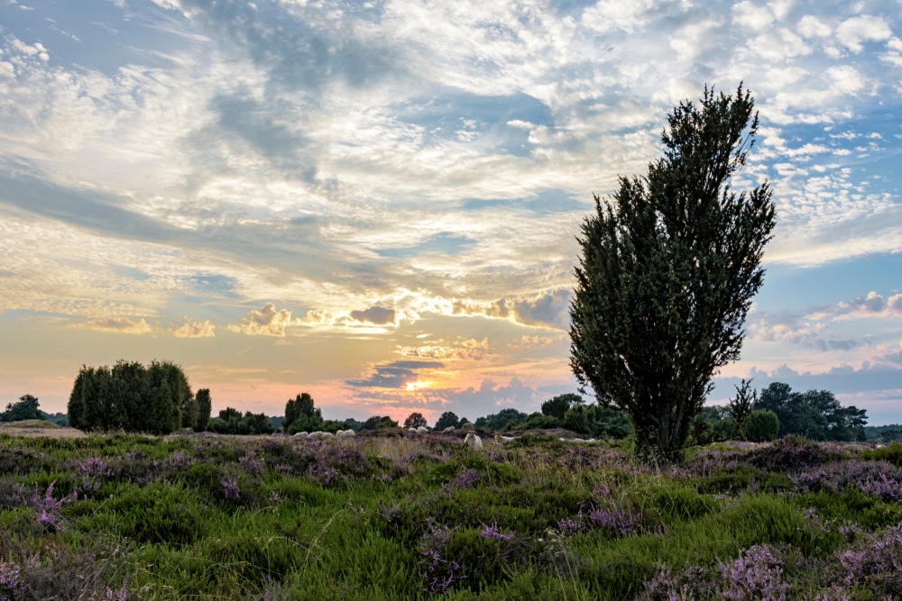 De Hondsrug Drenthe shutterstock 1414550588, bijzonder overnachten drenthe