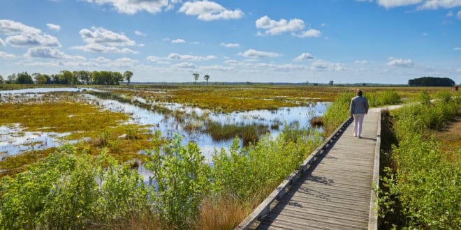 Dwingelderveld Drenthe shutterstock 1731557206, vakantiepark Drenthe