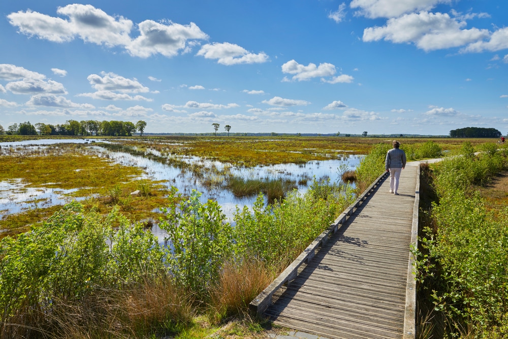 Dwingelderveld Drenthe shutterstock 1731557206, Natuurgebieden in Nederland