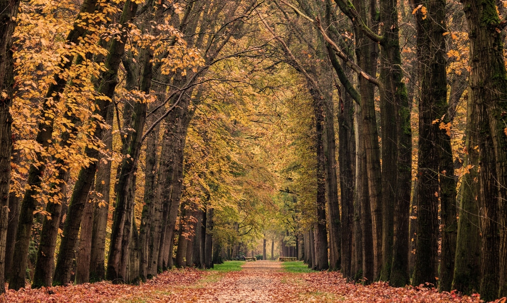 Lochemse Berg Achterhoek shutterstock 1227793267, achterhoek