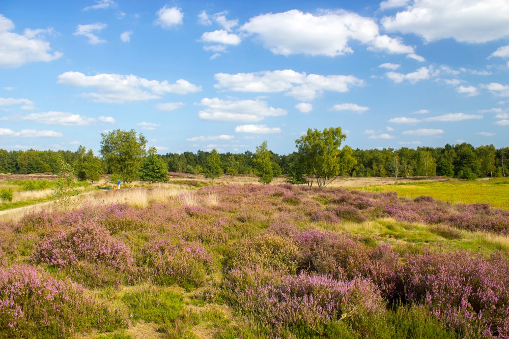 Heide in Nationaal Park de Maasduinen in Limburg