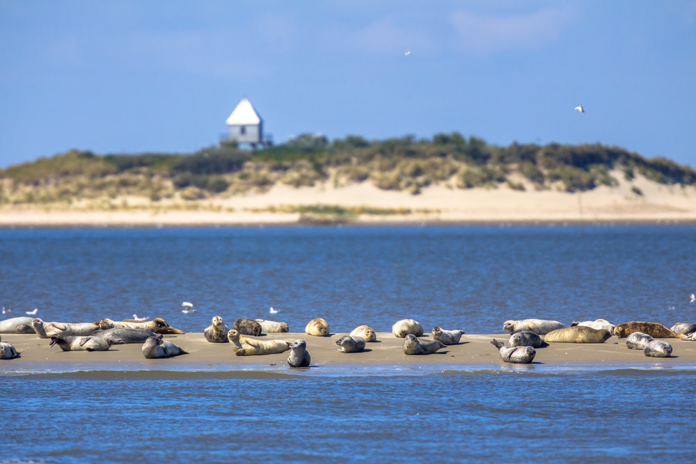 Rottumeroog Groningen shutterstock 649189453, bezienswaardigheden Terschelling