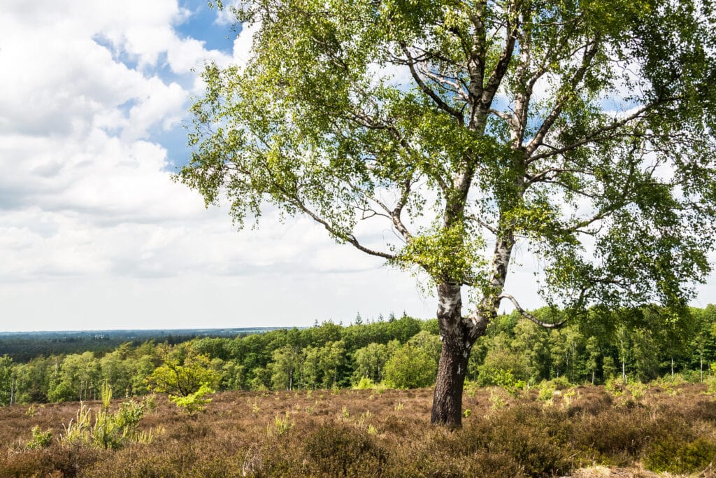 Sallandse Heuvelrug Twente, mooie natuurgebieden Overijssel