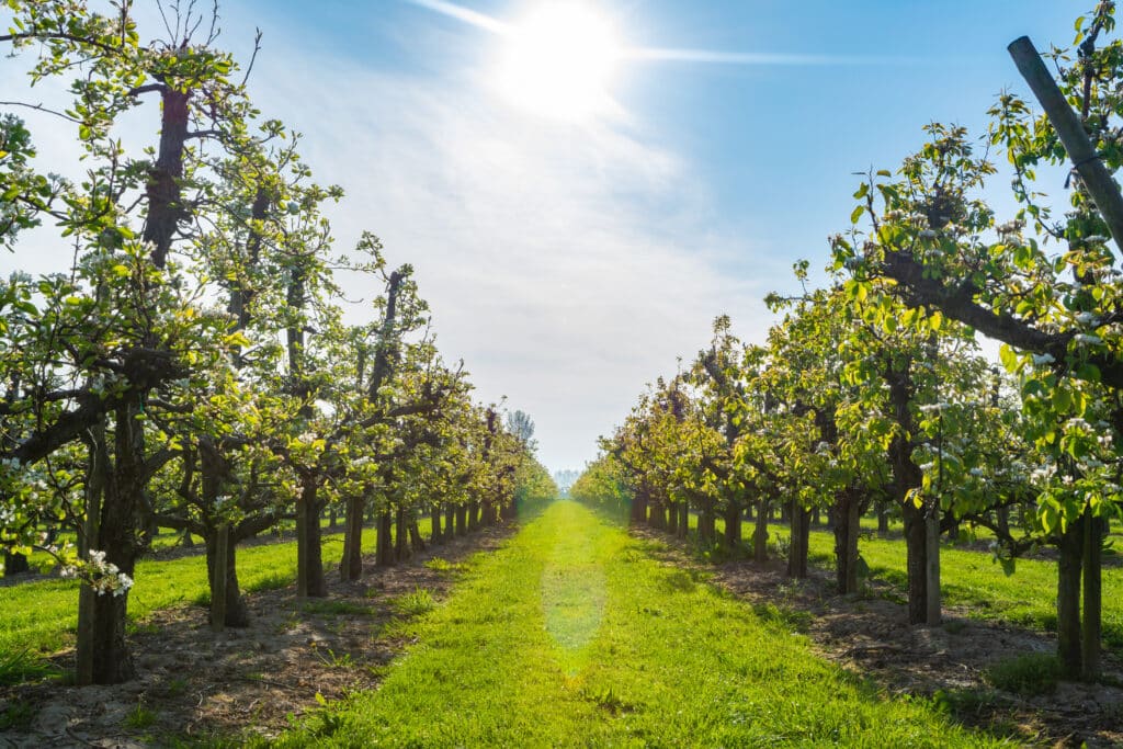 Fruitgaarden Betuwe 1024x683
