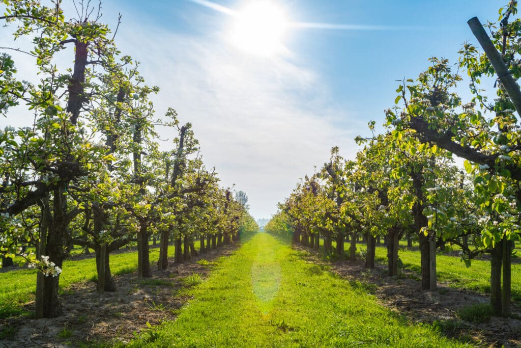 Fruitgaarden Betuwe, vakantiehuisjes met jacuzzi op de Veluwe