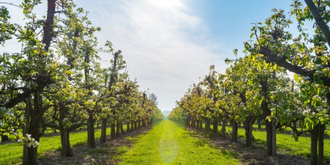 Fruitgaarden Betuwe, bezienswaardigheden betuwe