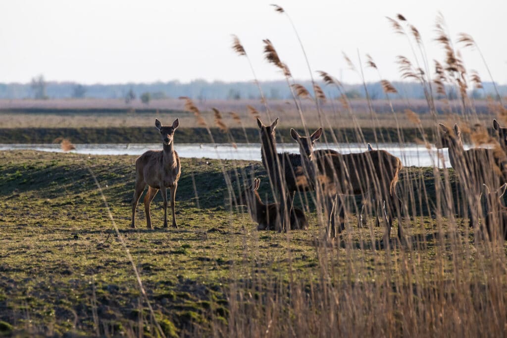 10 leukste bezienswaardigheden en activiteiten in Flevoland