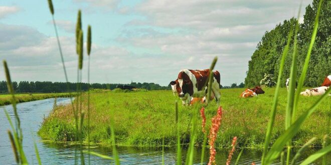 Utrechtse polder, wat te doen Ameland