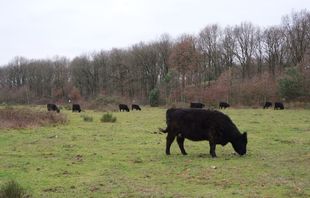 Kwintelooyen Utrechtse Heuvelrug, leukste dierentuinen Nederland