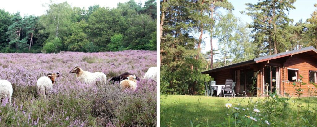 Molecaten Park Landgoed Ginkelduin, leukste vakantieparken op de Utrechtse Heuvelrug