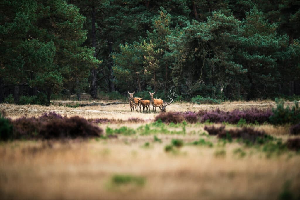 Nationaal Park De Hoge Veluwe Nationale parken Nederland, natuurgebieden nederland