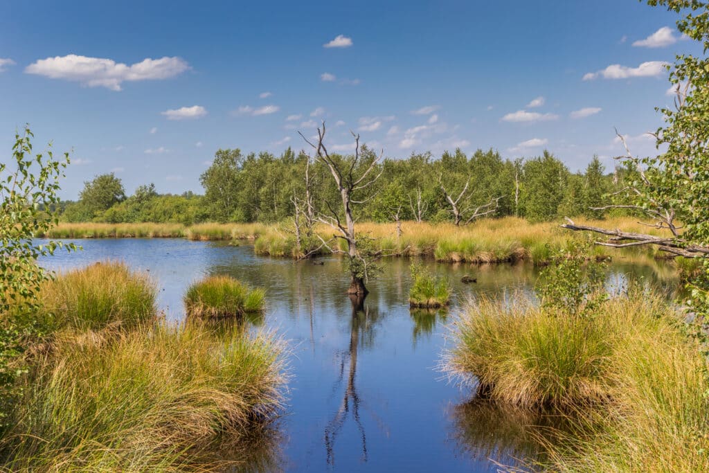 Nationaal Park Dwingelderveld Nationale parken Nederland, natuurgebieden friesland