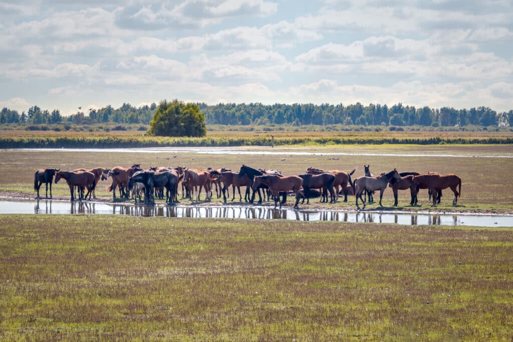 Nationaal Park Lauwersmeer Nationale parken Nederland, wandelen Twente