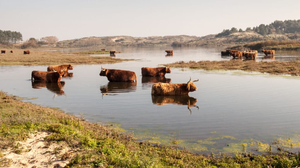 Nationaal Park Zuid Kennemerland, wandelen op de veluwe