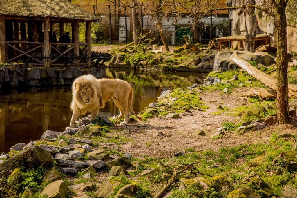 Ouwehands dierenpark Rhenen Utrechtse Heuvelrug, meren nederland