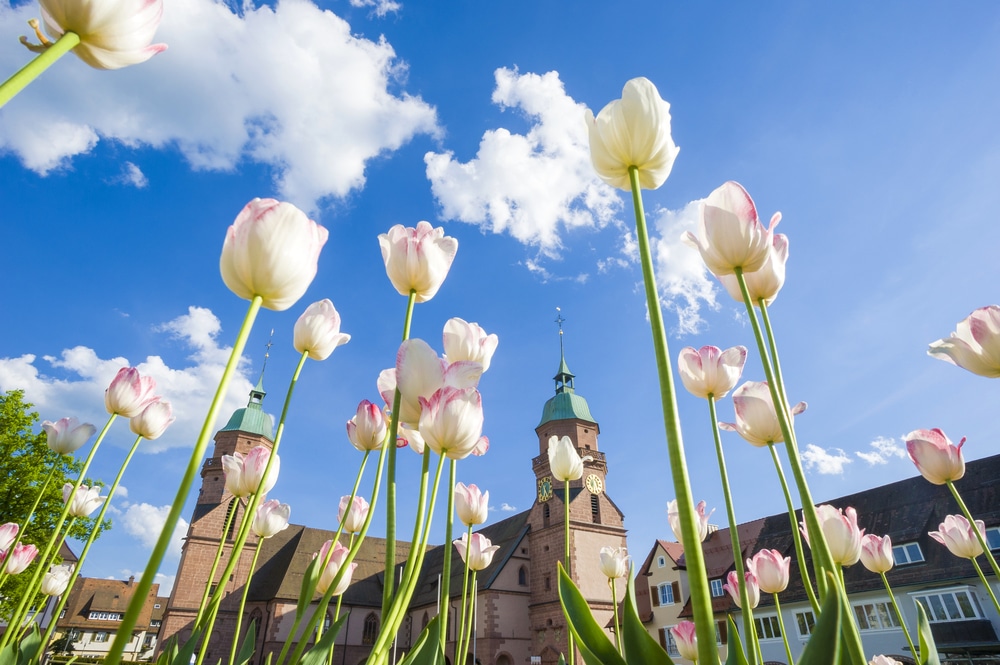 witte tulpen in Freudenstadt met op de achtergrond een kerk en huizen