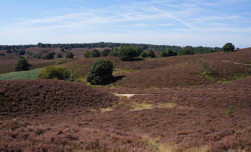 Veluwe Roadtrip Nederland, wandelen op de veluwe