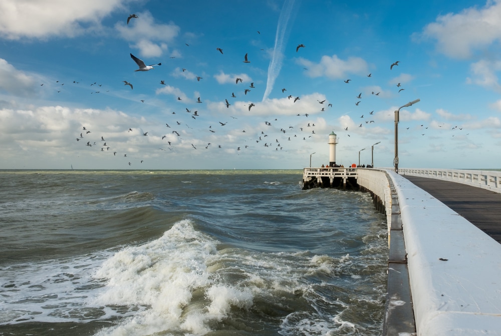 vogels die laag boven een wilde zee vliegen en mensen die aan het einde van een steiger staan in de Belgische kustplaats Nieuwpoort