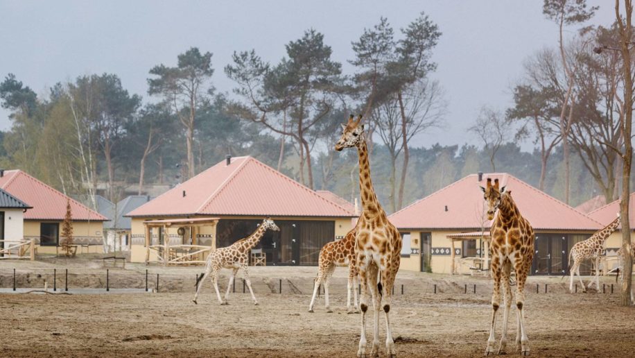 Beekse Bergen 1 916x516 1, kindercamping Noord-Brabant