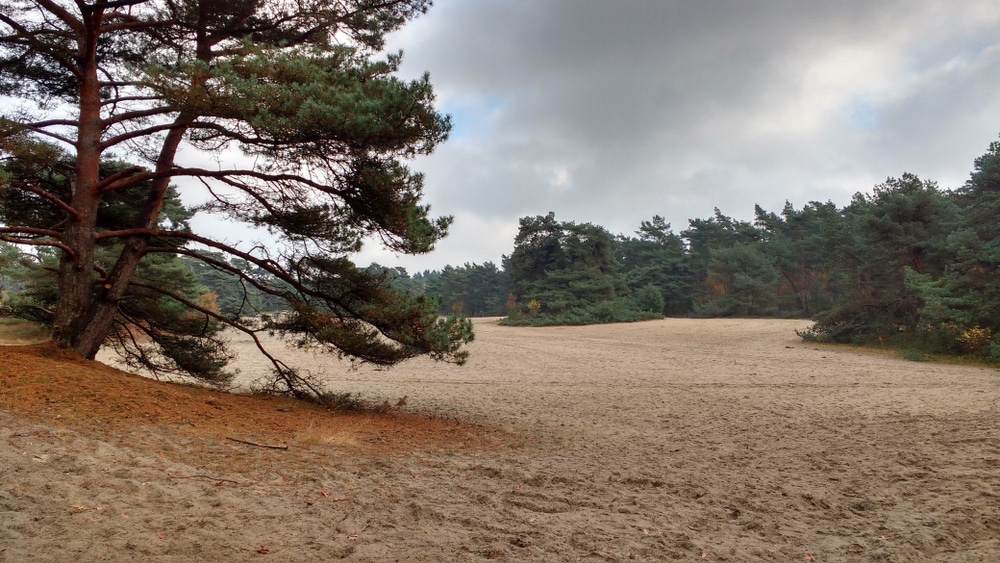 Sahara Ommen Natuurgebieden Overijssel, wandelen Overijssel