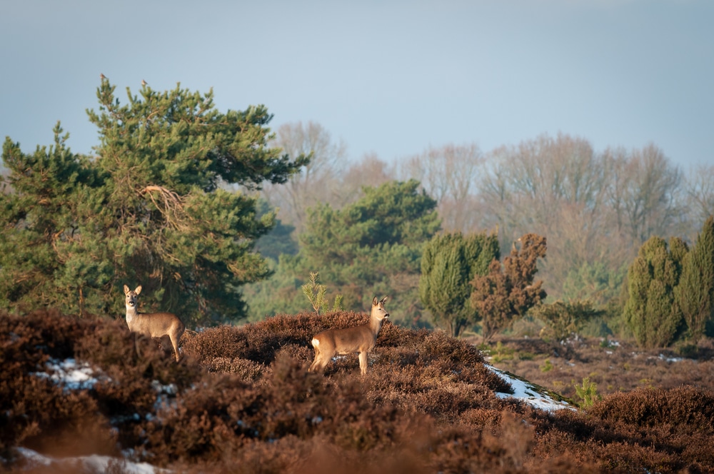 De Hondsrug Unesco Global Geopark Natuurgebieden Drenthe, mooie spaanse costa's