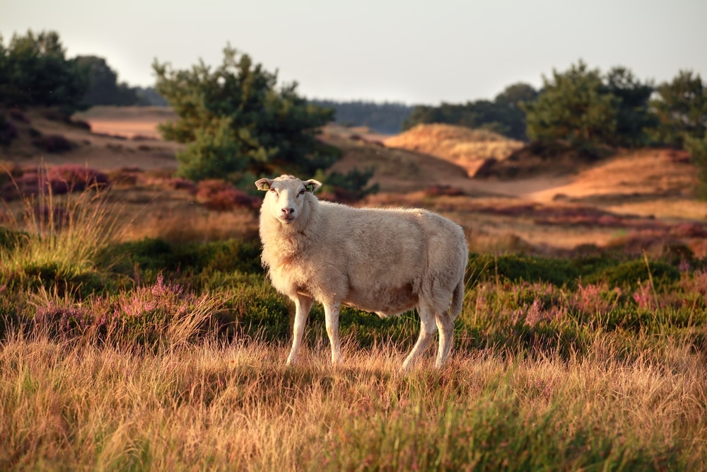 Nationaal Park Drents Friese Wold Natuurgebieden Drenthe