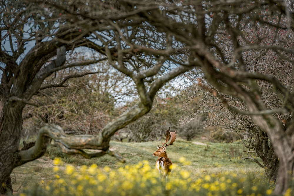 Amsterdamse waterleidingduinen natuurgebieden Noord Holland, Natuurgebieden in Nederland