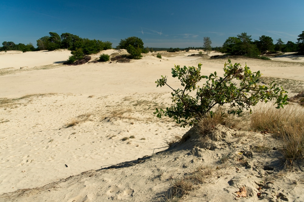 Kootwijkerzand Natuurgebieden Gelderland, mooie natuurgebieden Gelderland