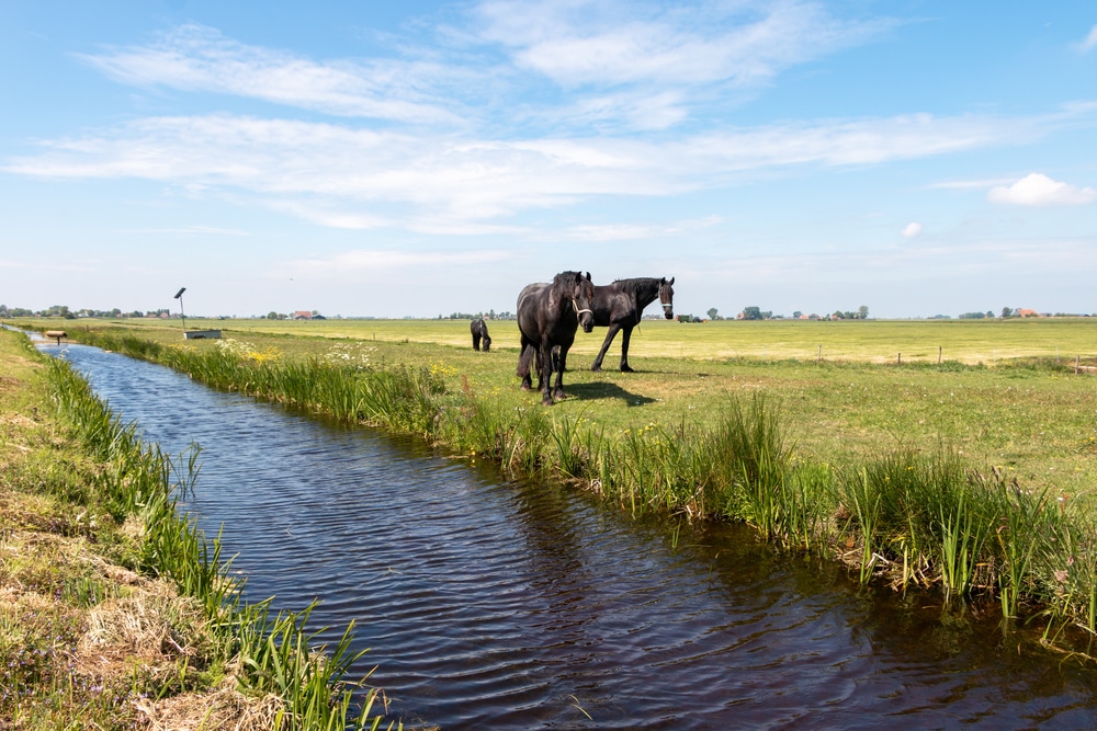 Nationaal Landschap Noardlike Fryske Walden natuurgebieden Friesland, fietsvakantie europa