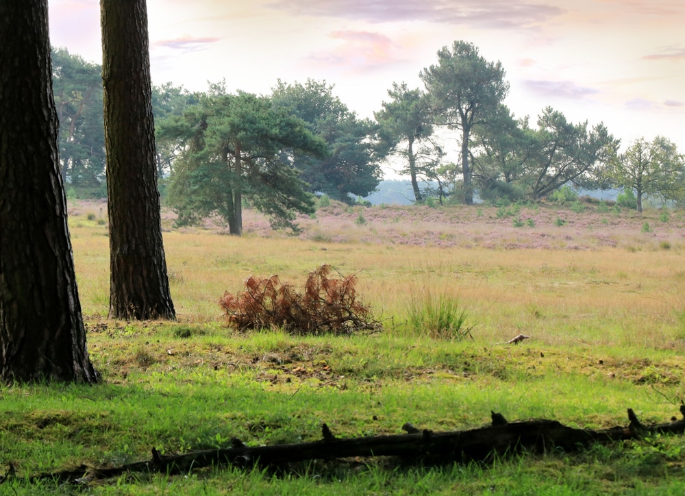 Nationaal Park De Zoom Kalmthoutse Heide Natuurgebieden Noord Brabant, kindercamping Noord-Brabant