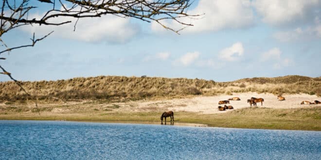 Noordhollands Duinreservaat natuurgebieden Noord Holland, 10 mooiste glamping en safaritenten noord-holland