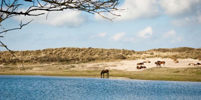 Noordhollands Duinreservaat natuurgebieden Noord Holland, wandelen in Noord-Holland