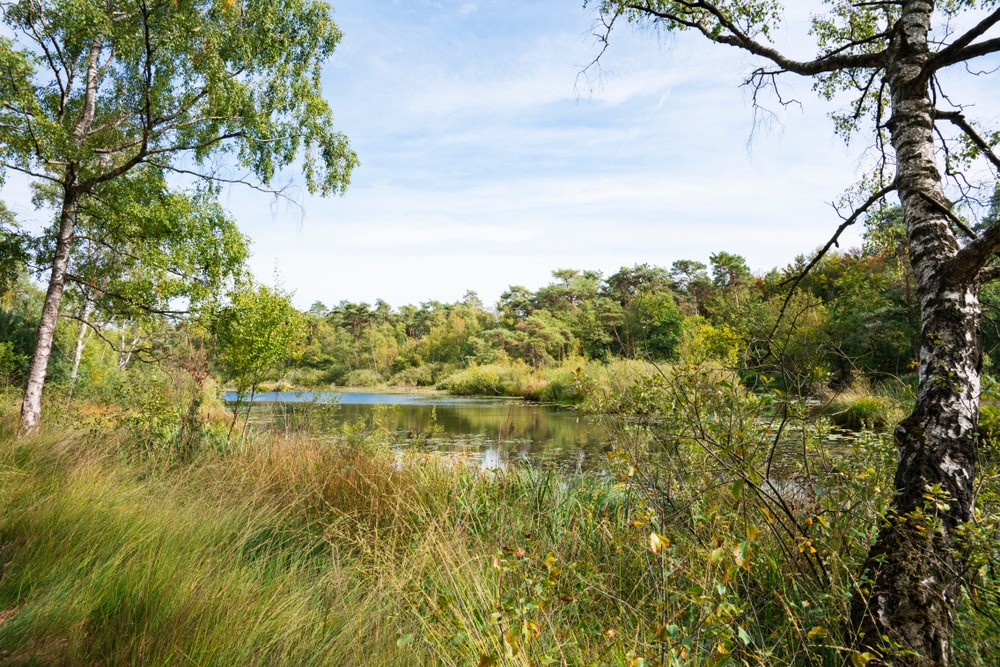 Oisterwijkse Bossen en Vennen natuurgebieden noord brabant, natuurgebieden Noord-Brabant