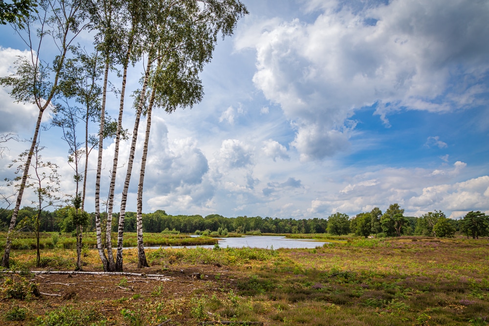 Overasseltse en Hatertse Vennen Natuurgebieden Gelderland, wandelen op de veluwe