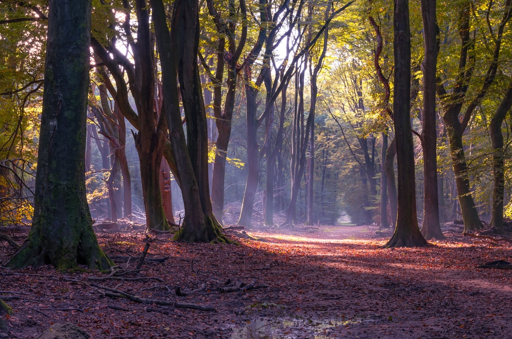 Speulderbos Natuurgebieden Gelderland, Natuurgebieden in Nederland